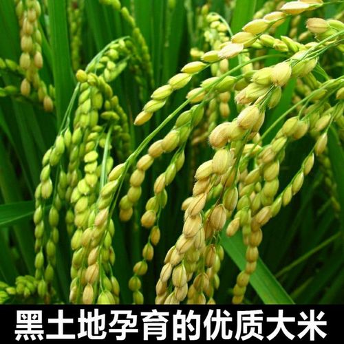 赛卡伊大米 赛卡伊 新大米正宗东北大米长粒香大米新米口感清香有嚼劲